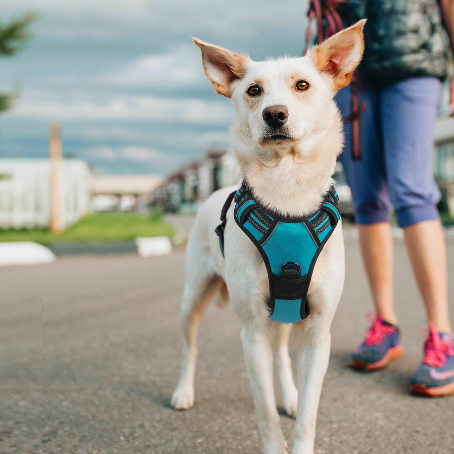 rabbitgoo Dog Harness, No-Pull Pet Harness with 2 Leash Clips, Adjustable Soft Padded Dog Vest, Reflective No-Choke Pet Oxford Vest with Easy Control Handle for Large Dogs, Black, L