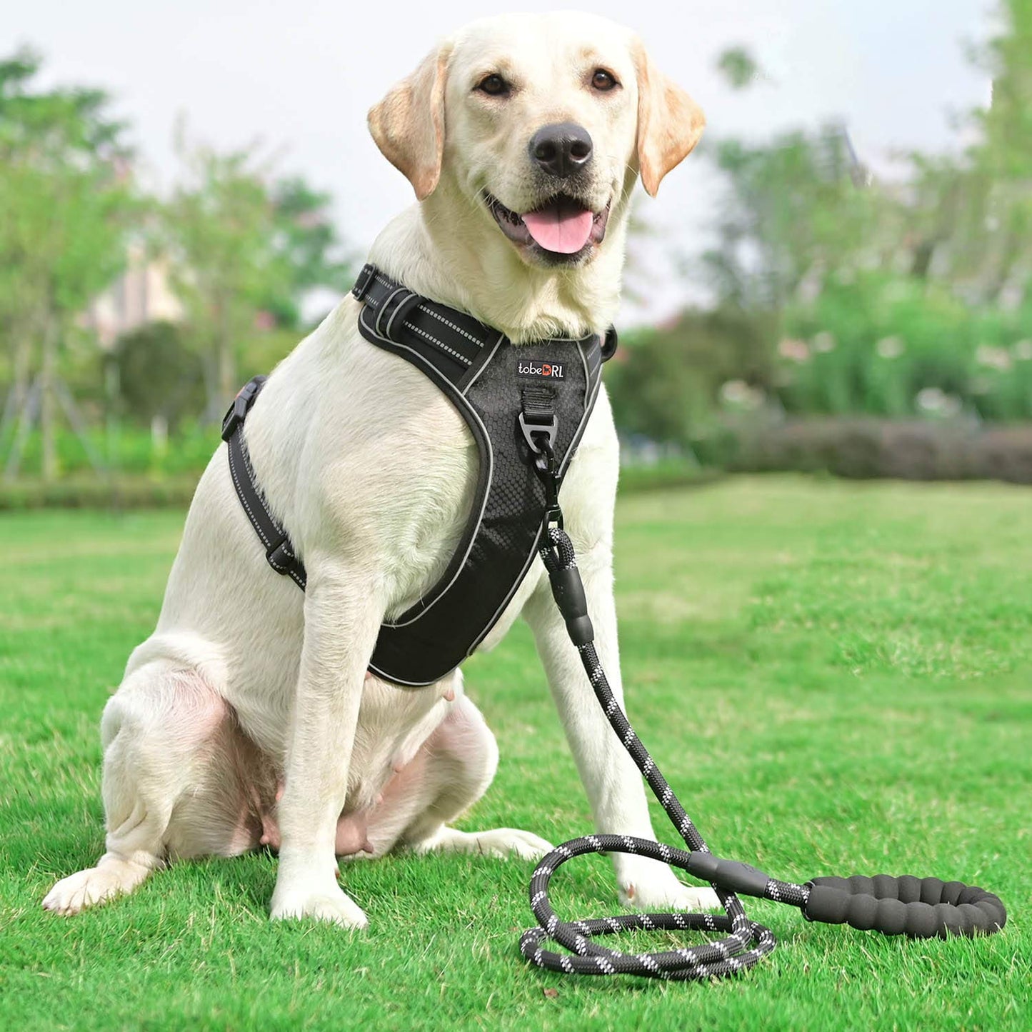 tobeDRI No Pull Dog Harness Adjustable Reflective Oxford Easy Control Medium Large Dog Harness with A Free Heavy Duty 5ft Dog Leash (S (Neck: 13"-18", Chest: 17.5"-22"), Blue Harness+Leash)